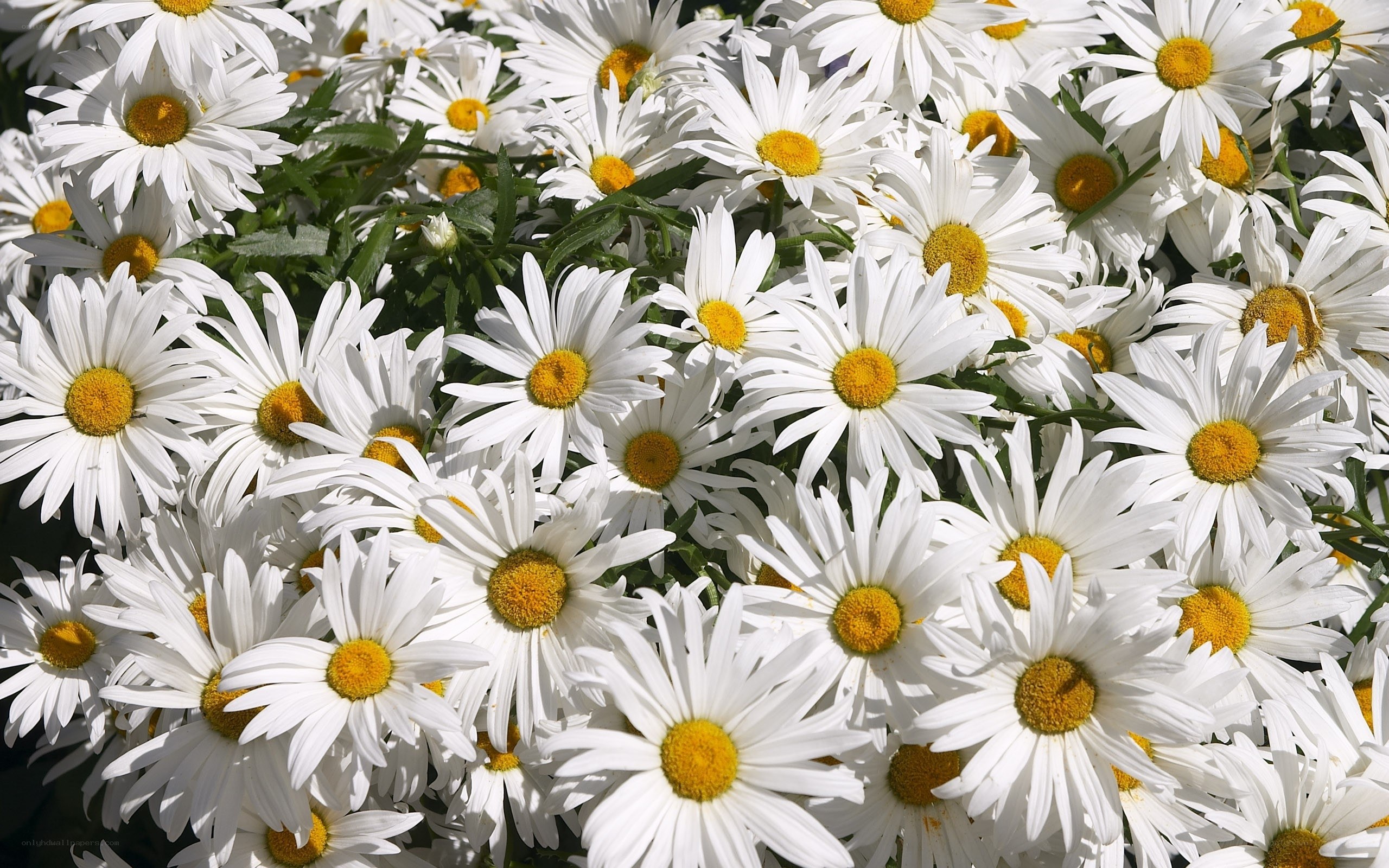 White daisies in full bloom