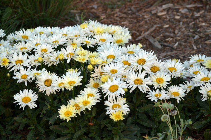 White Daisies in Garden — Calm, Afternoon