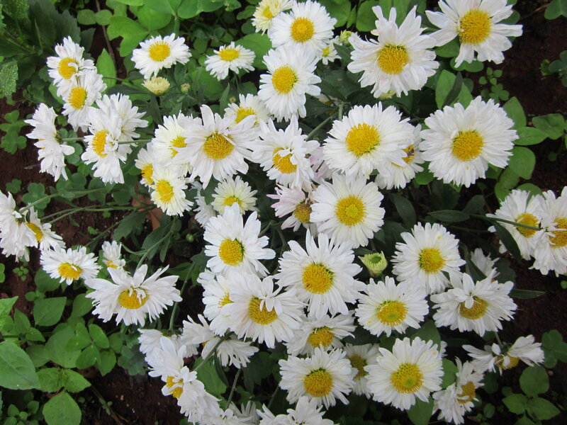 White Daisies in Garden — Calm
