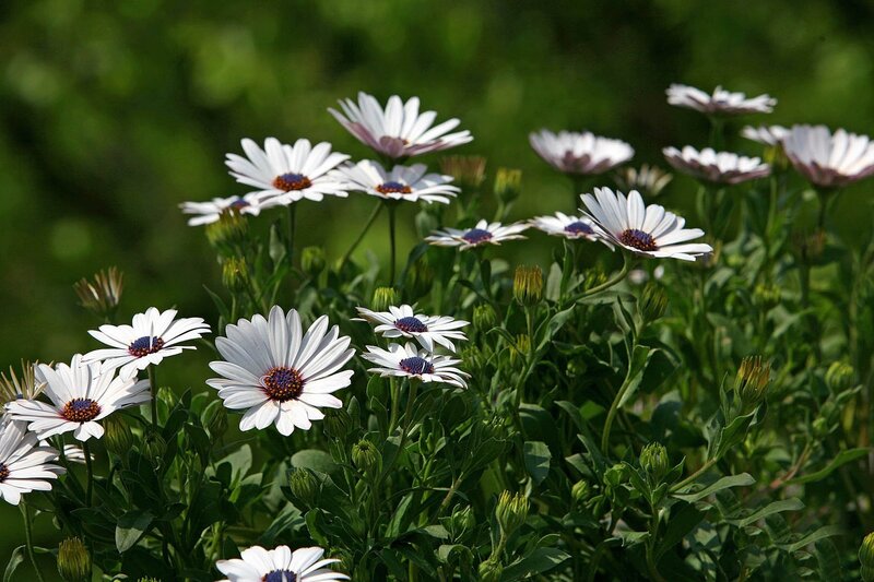 White Daisies in Garden — Serene, Afternoon