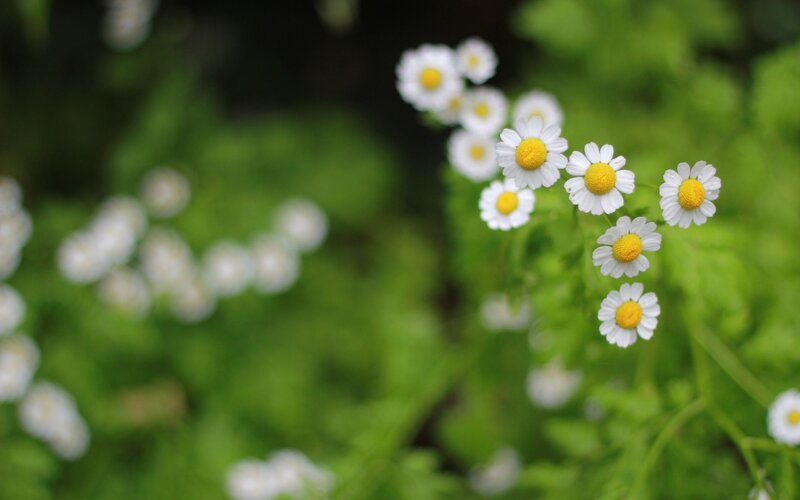 White Daisies in Garden — Serene, Spring