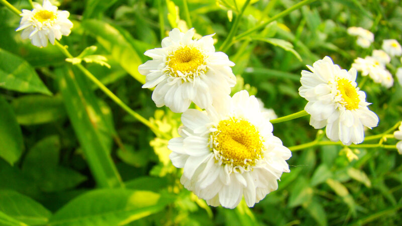 White Daisies in Garden
