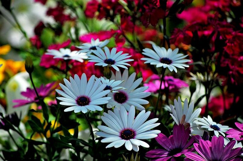 White Daisies in Garden — Vibrant