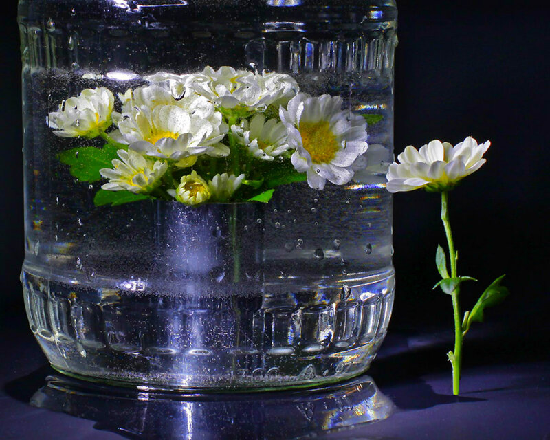 White Daisies in Glass Jar