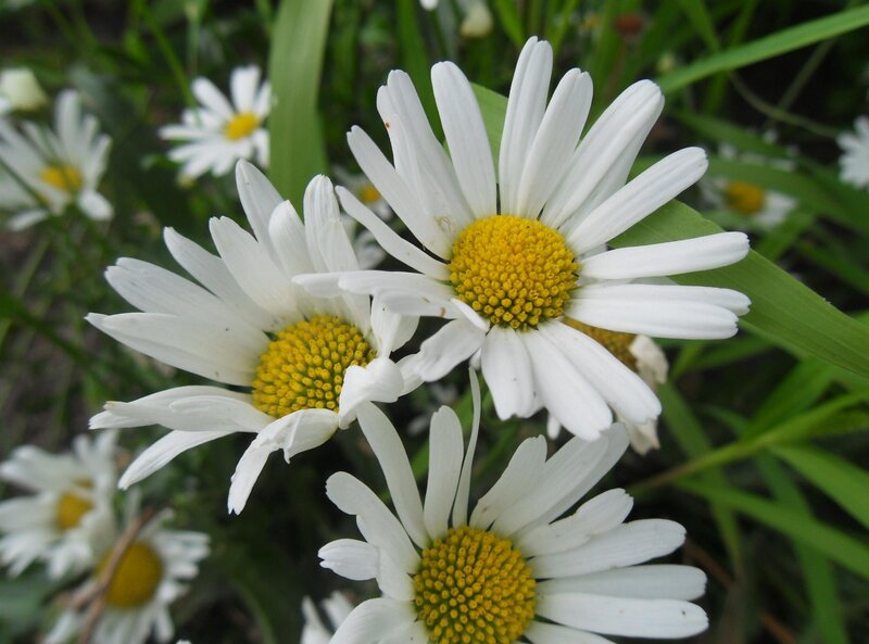 White Daisies in Grass — Calm