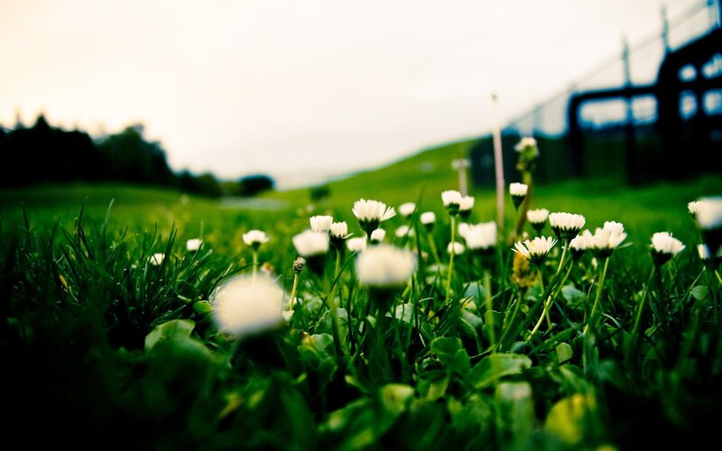 White Daisies in Grass — Green, Serene, Afternoon