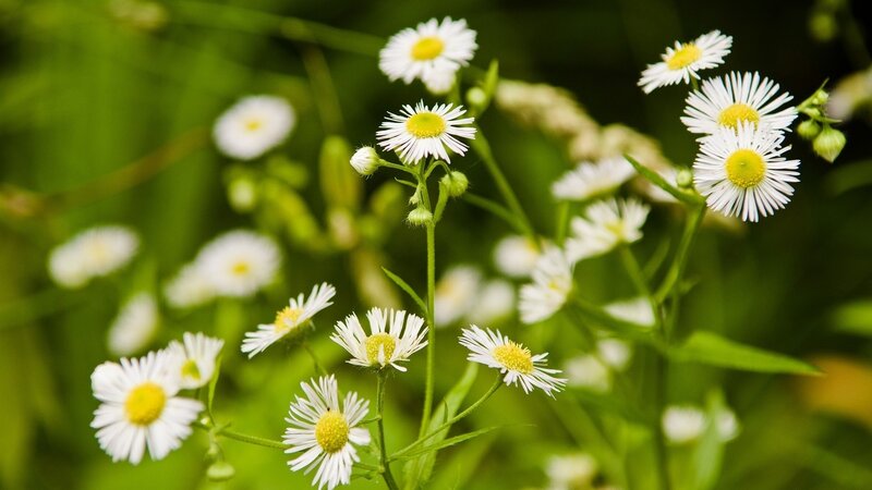 White Daisies in Grass — Green, Serene, Spring