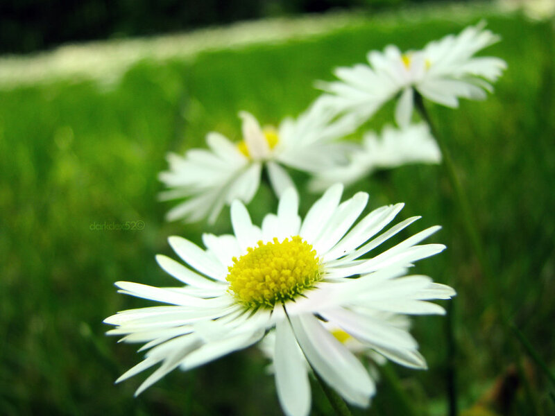 White Daisies in Grass — Green