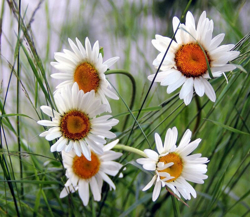 White Daisies in Grass — Serene
