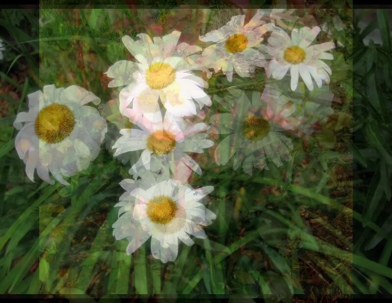 White Daisies in Grass