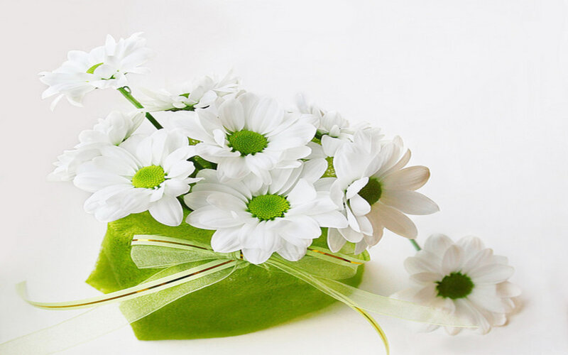 White Daisies in Green Box