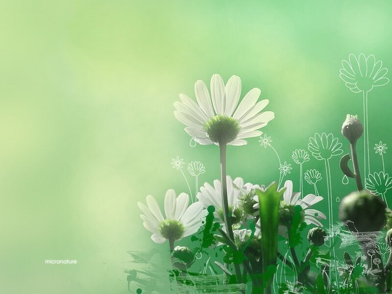 White daisies in green field