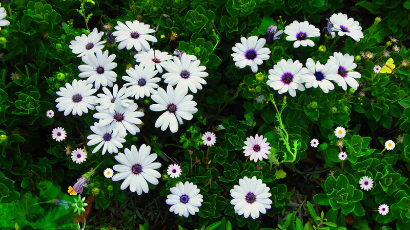 White Daisies in Green Foliage — Serene