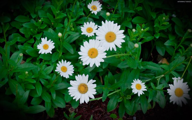 White daisies in green foliage