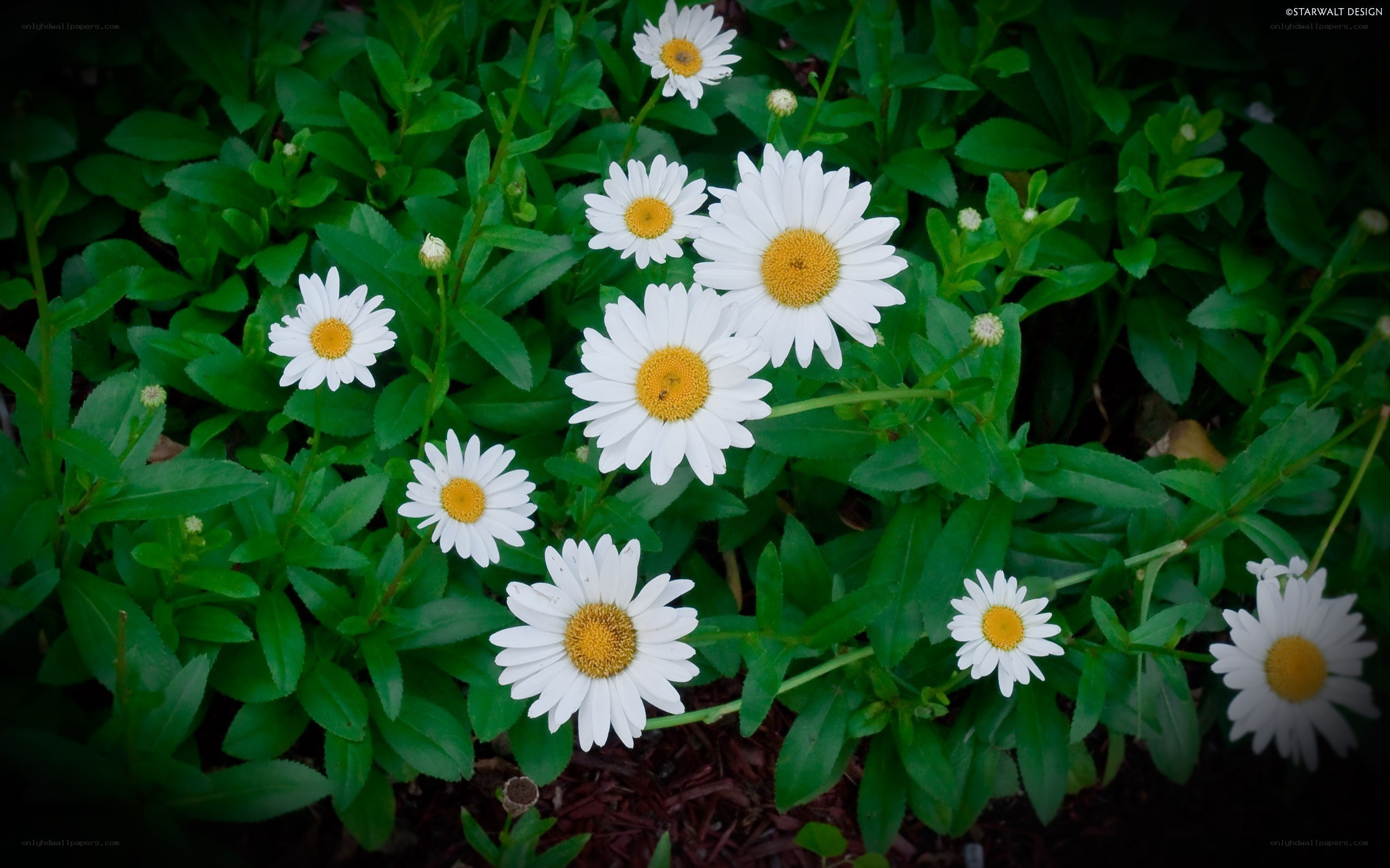 White daisies in green foliage