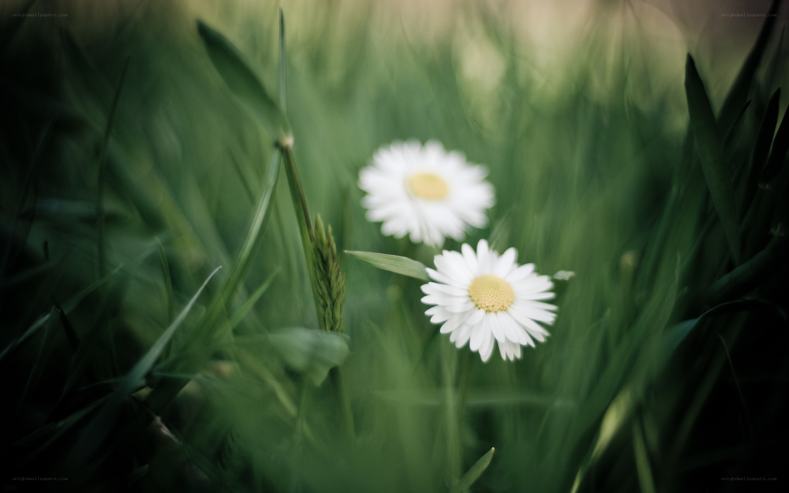 White daisies in green grass