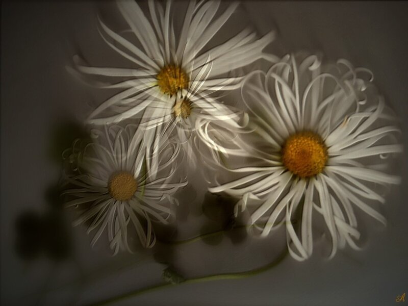 White daisies in motion