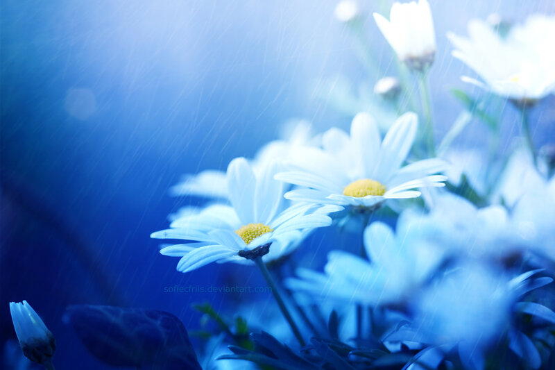 White Daisies in Rain