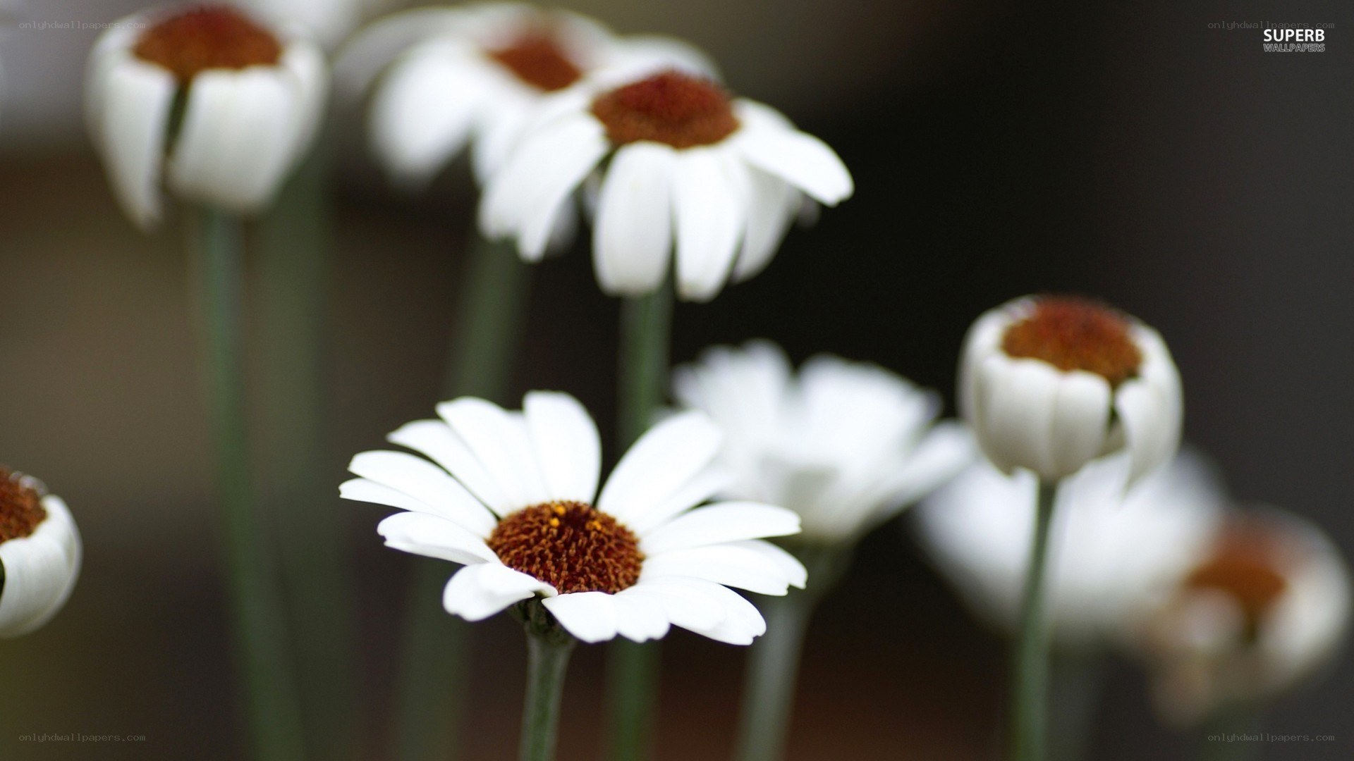 White daisies in soft focus