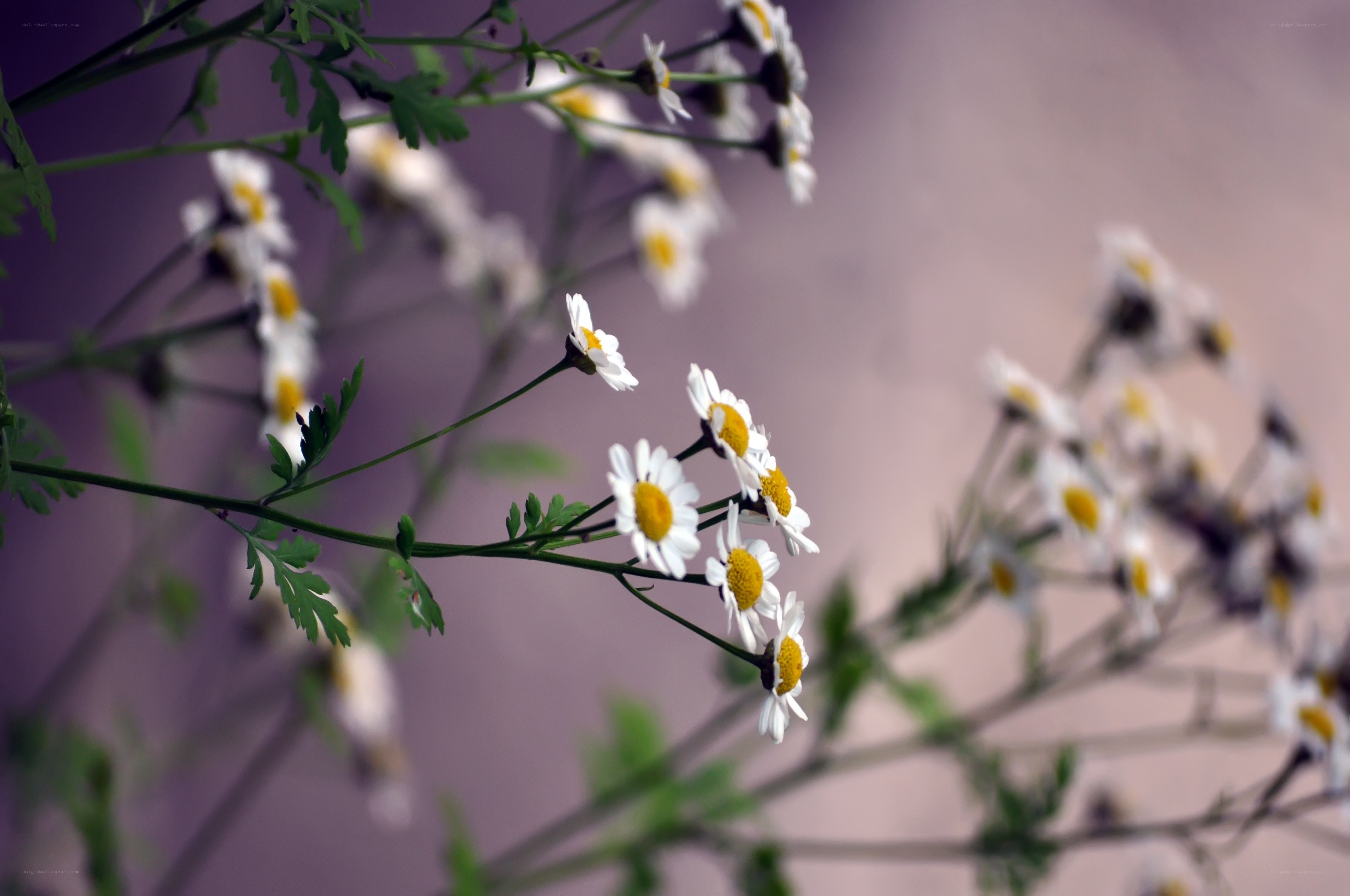 White daisies in soft focus