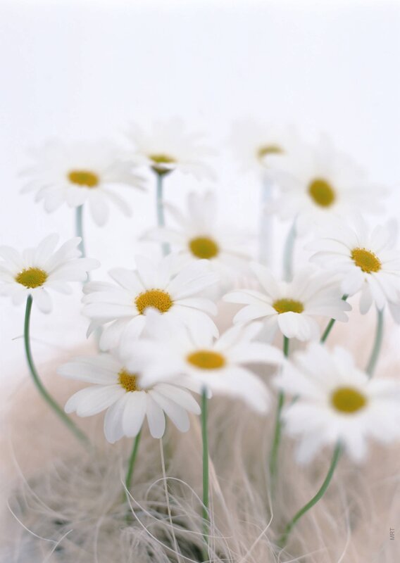 White daisies in soft focus