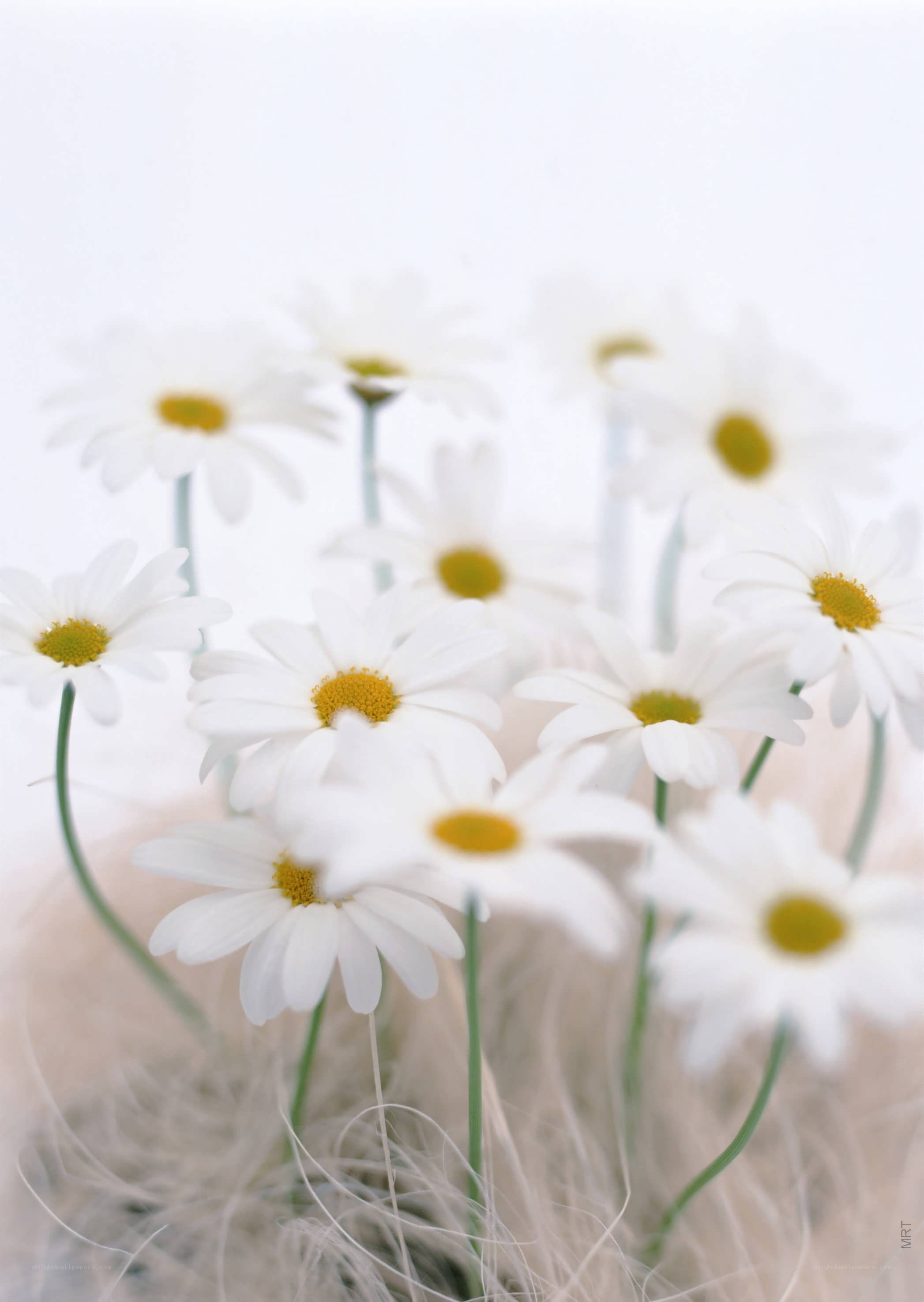 White daisies in soft focus