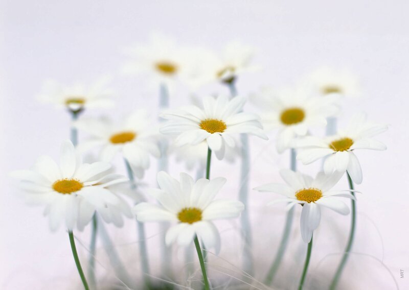White daisies in soft focus