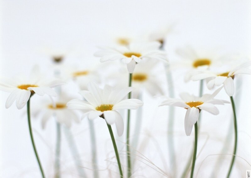 White daisies in soft focus
