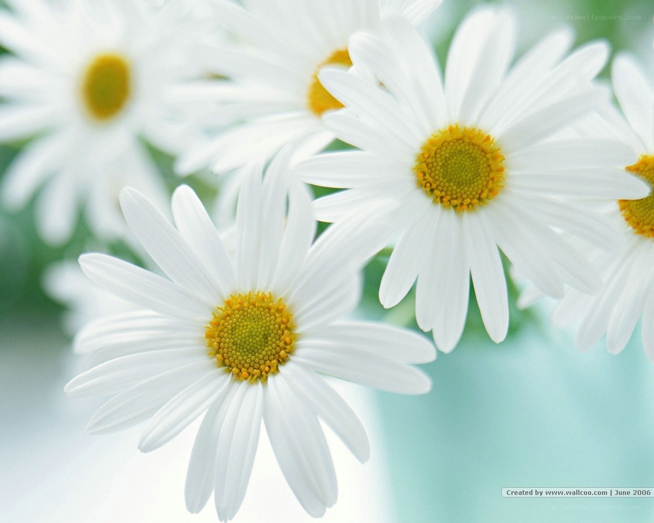White daisies in soft focus