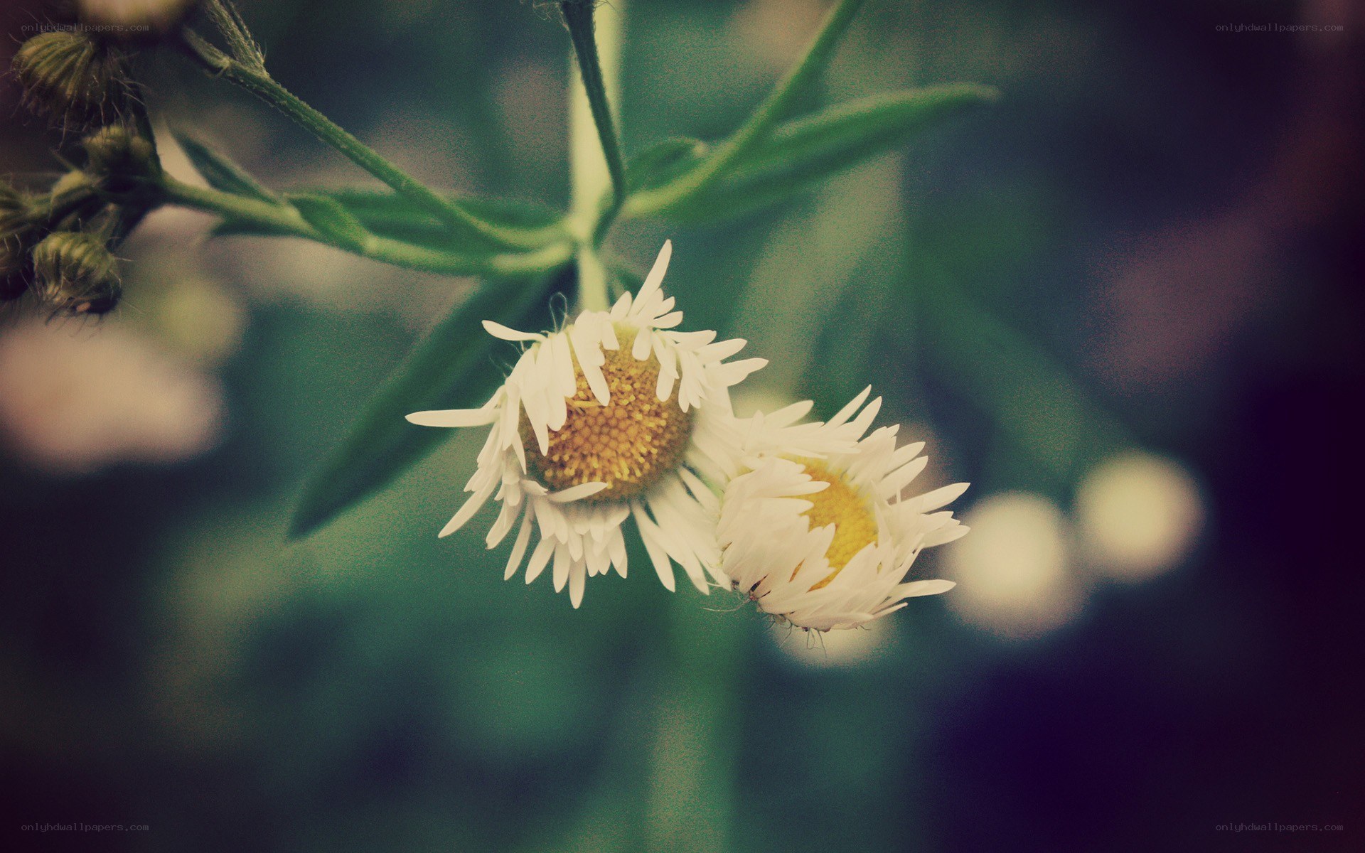 White daisies in soft focus