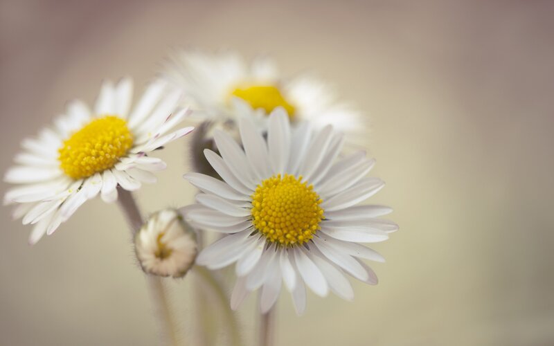 White daisies in soft focus