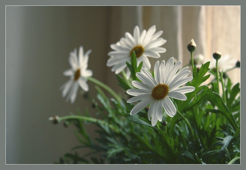 White daisies in soft light