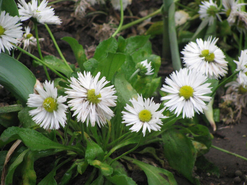 White Daisies in Soil — Natural