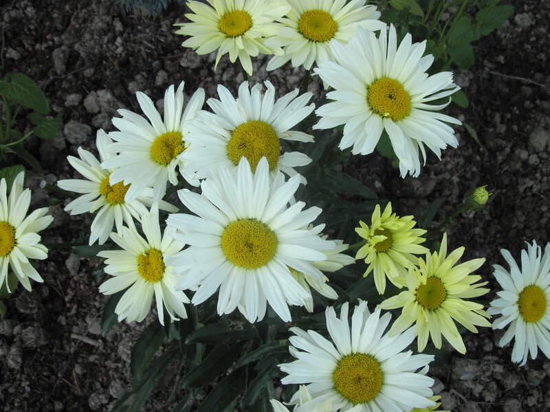 White Daisies in Soil