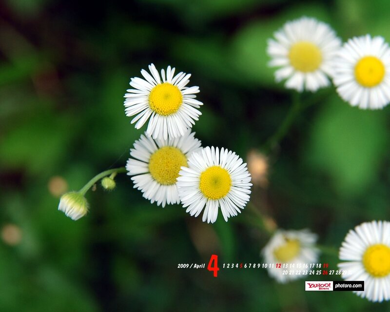 White daisies in spring