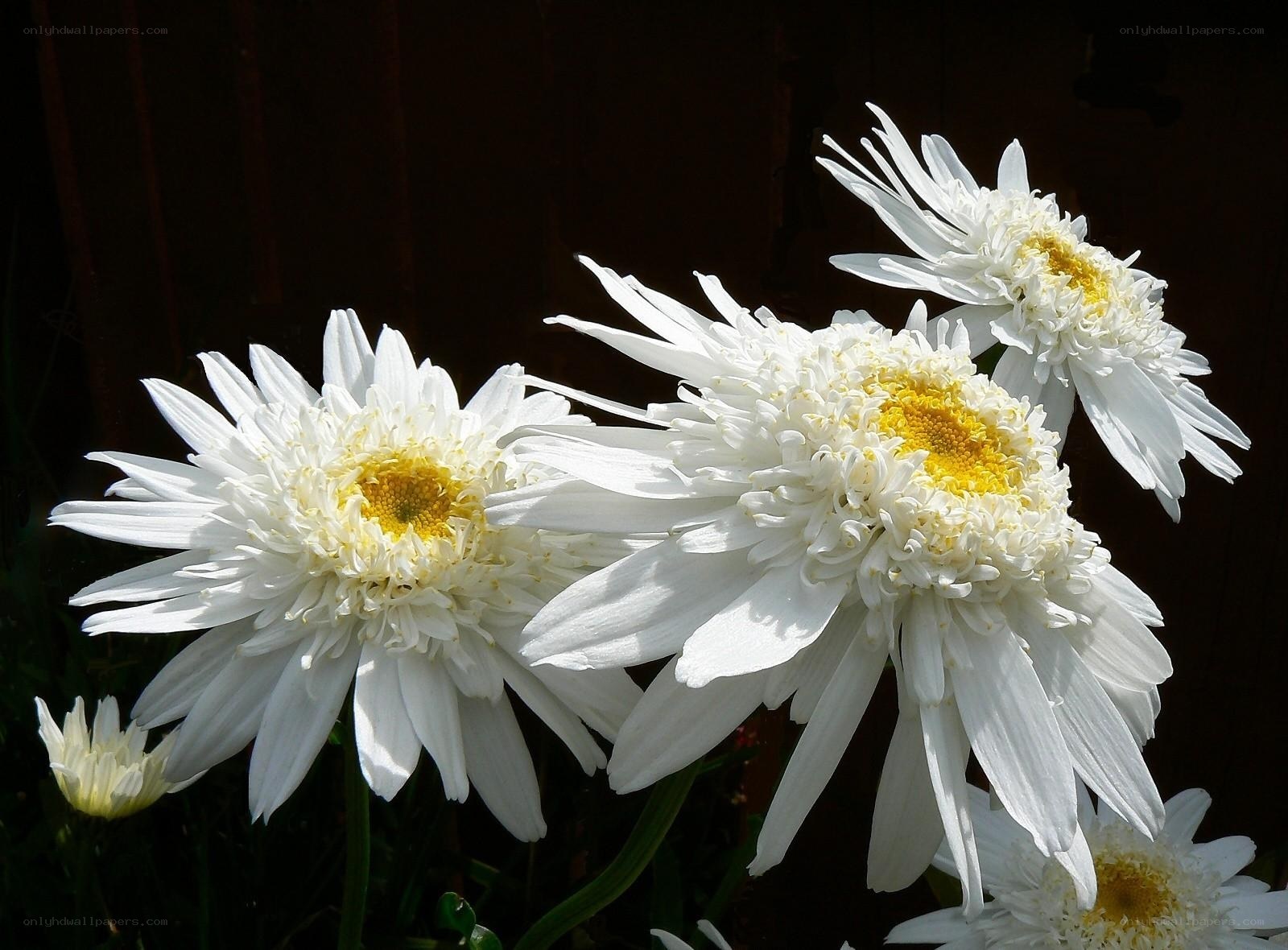 White daisies in sunlight