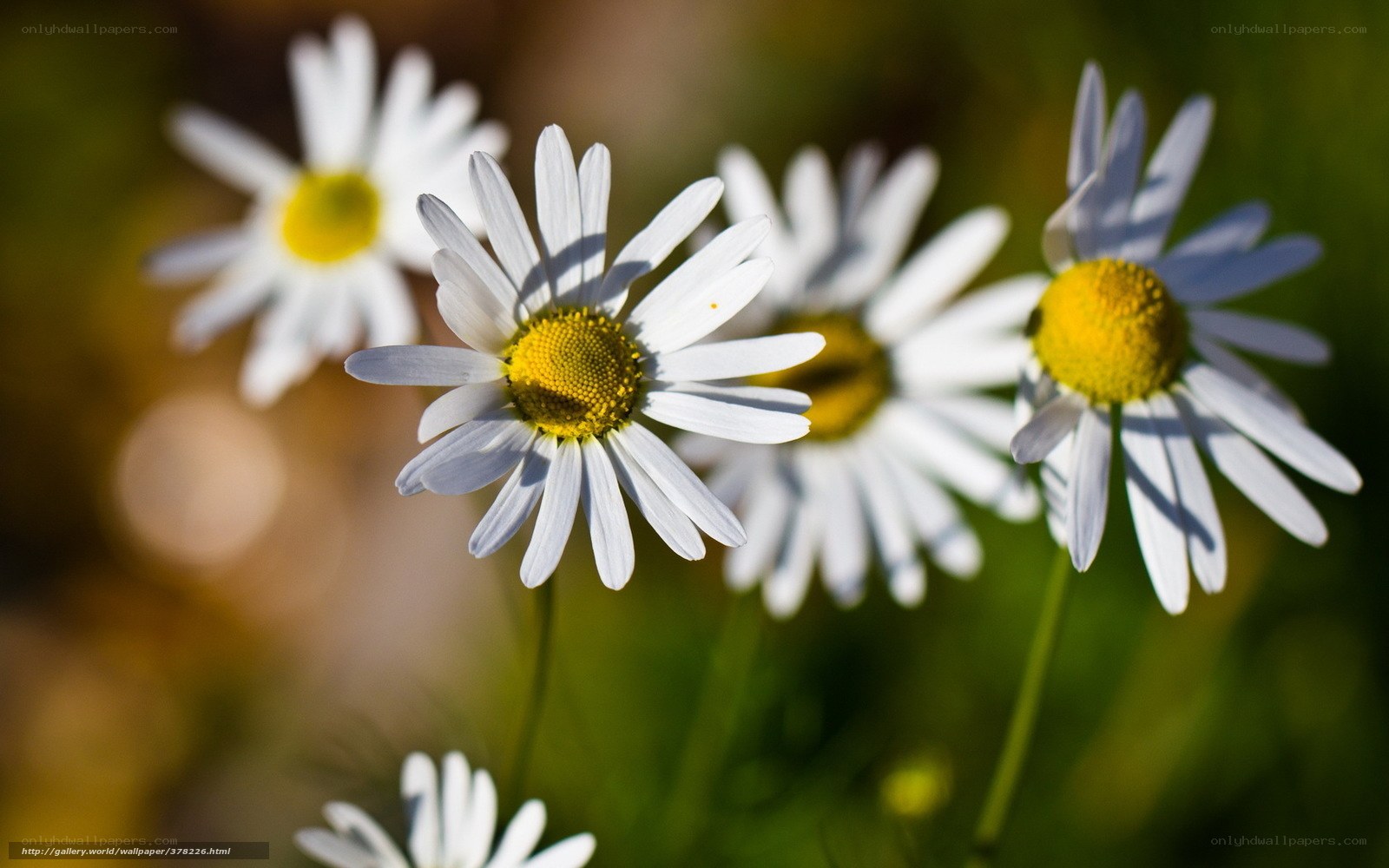 White daisies in sunlight