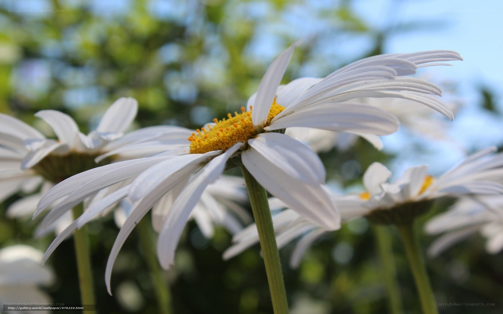 White daisies in sunlight