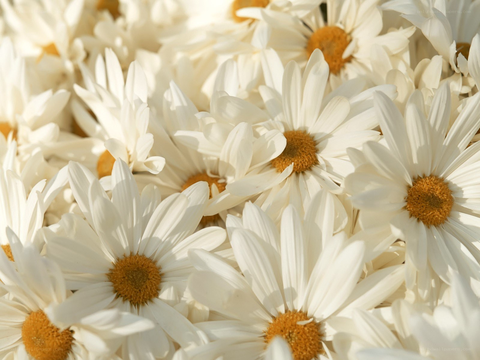 White daisies in sunlight