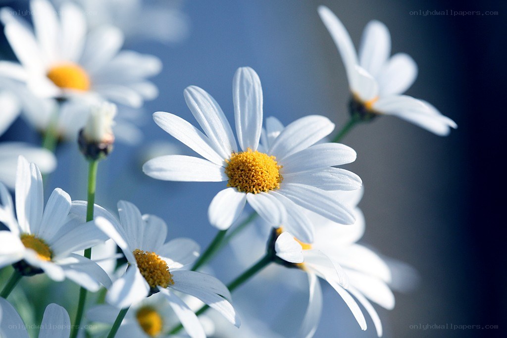 White daisies in sunlight