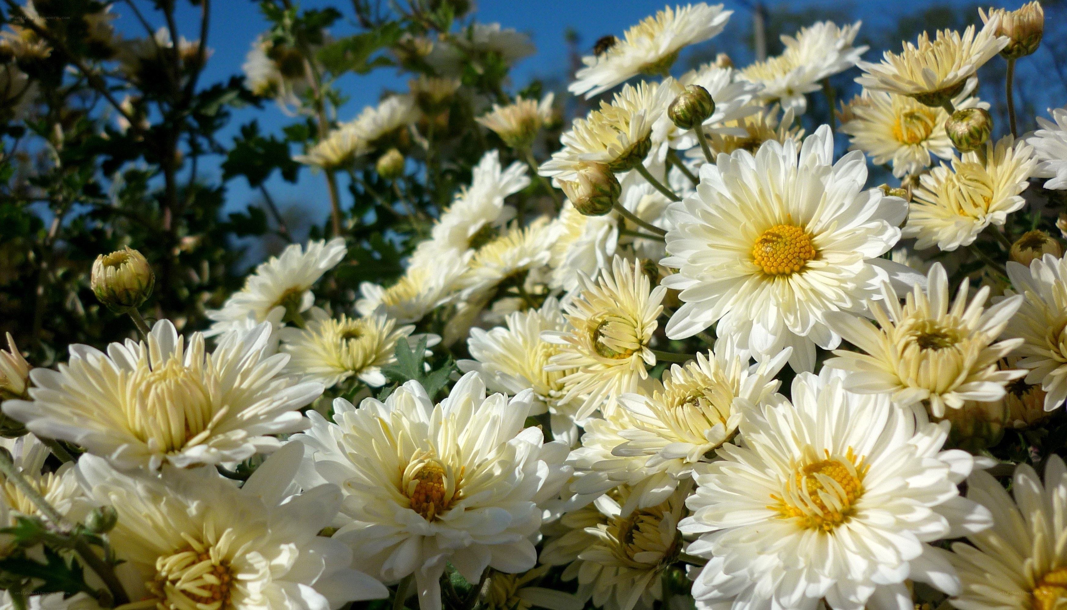 White daisies in sunlight