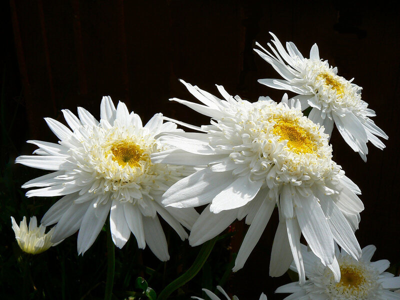 White daisies in sunlight