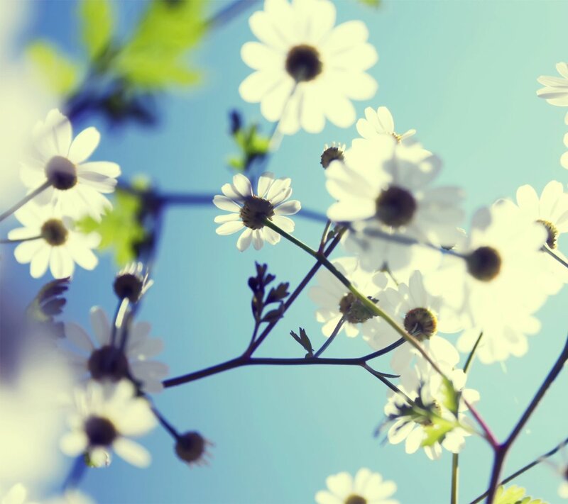 White Daisies in Sunlight — Blue