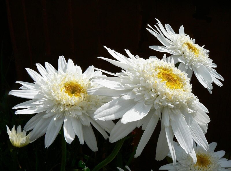 White Daisies in Sunlight — Dramatic