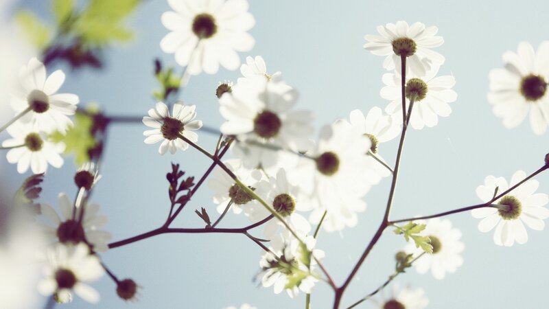 White Daisies in Sunlight — Serene, Afternoon, Photograph, Flowers, Stems