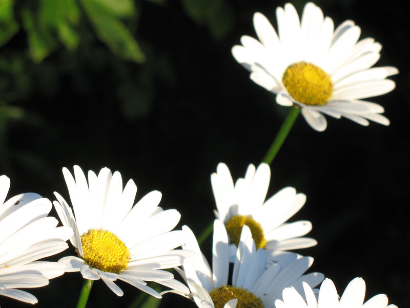 White Daisies in Sunlight — Serene, Afternoon, Photograph, Flowers