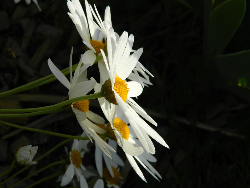 White Daisies in Sunlight — Serene, Afternoon, Photograph, Yellow Centers