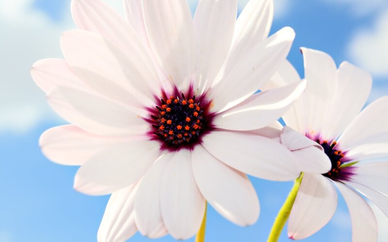 White Daisies in Sunlight — Serene, Afternoon