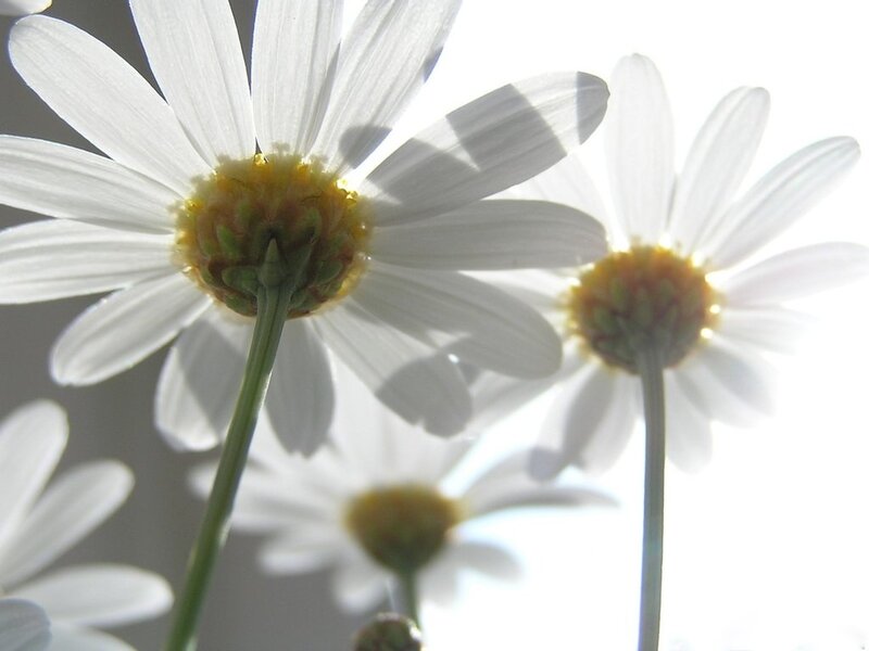 White Daisies in Sunlight — Serene, Morning, Photograph, Green Stems
