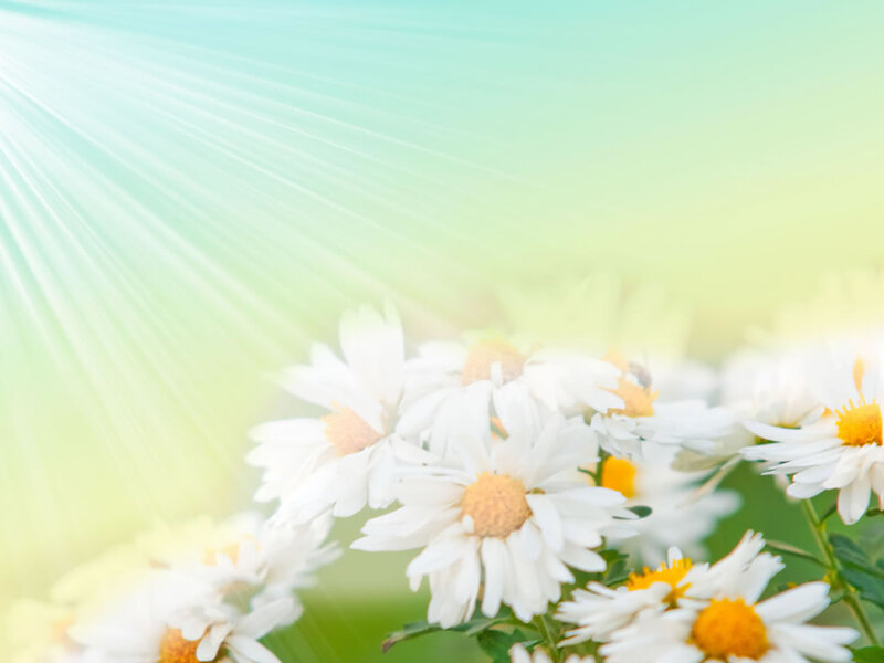 White Daisies in Sunlight — Serene, Morning